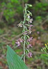 09 Breitblaettrige Stendellwurz